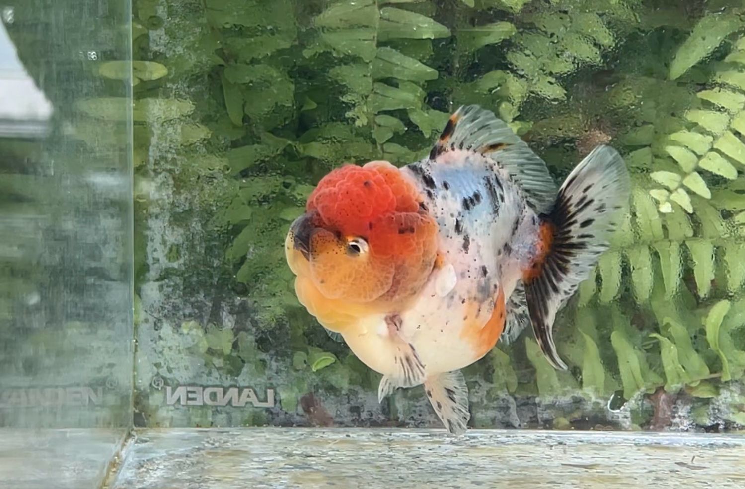 Calico Shogun Oranda (3.5”)