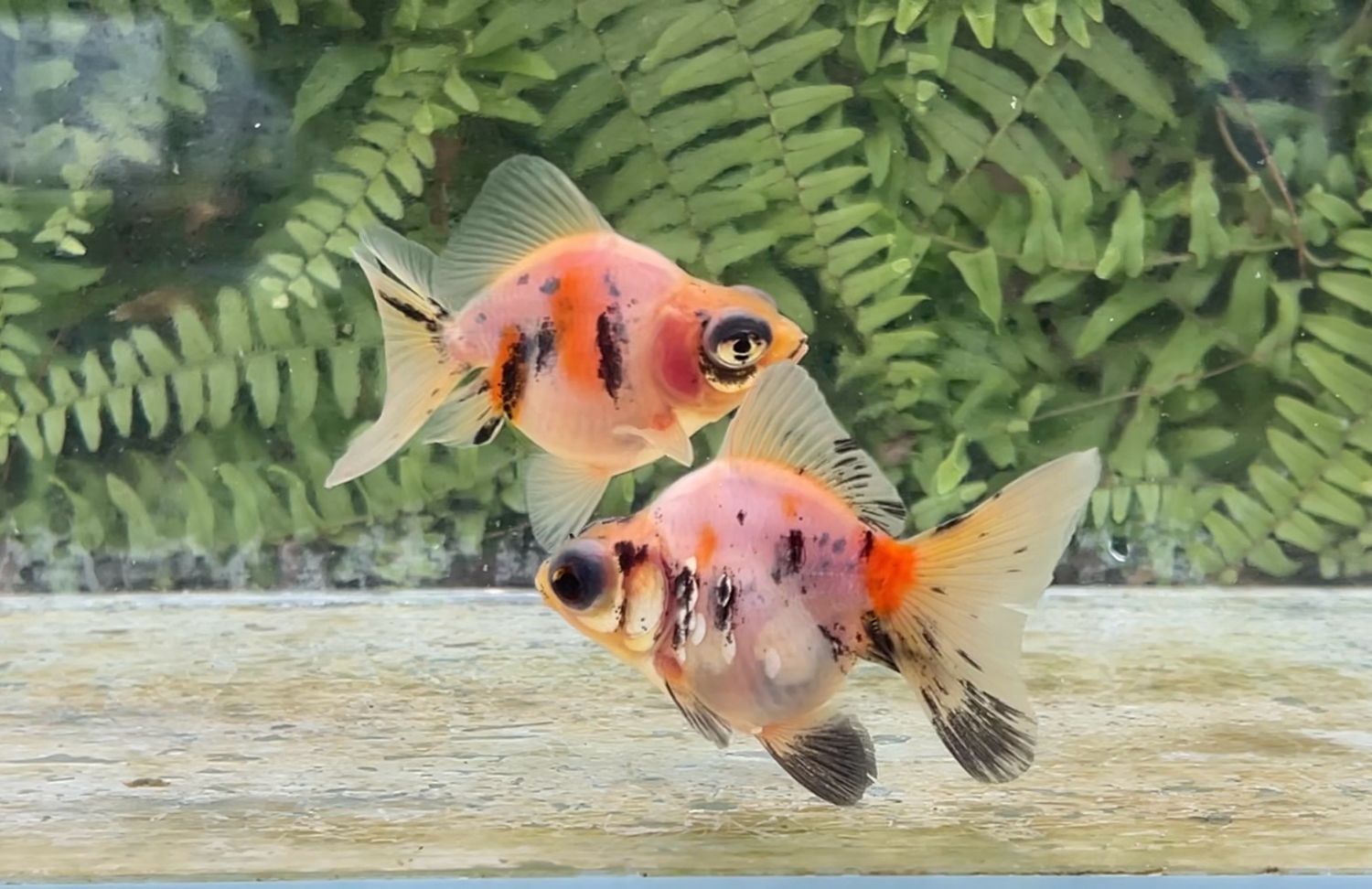 2 Pack Assorted Deep Body Telescope Butterflies (3 - 3.25”)