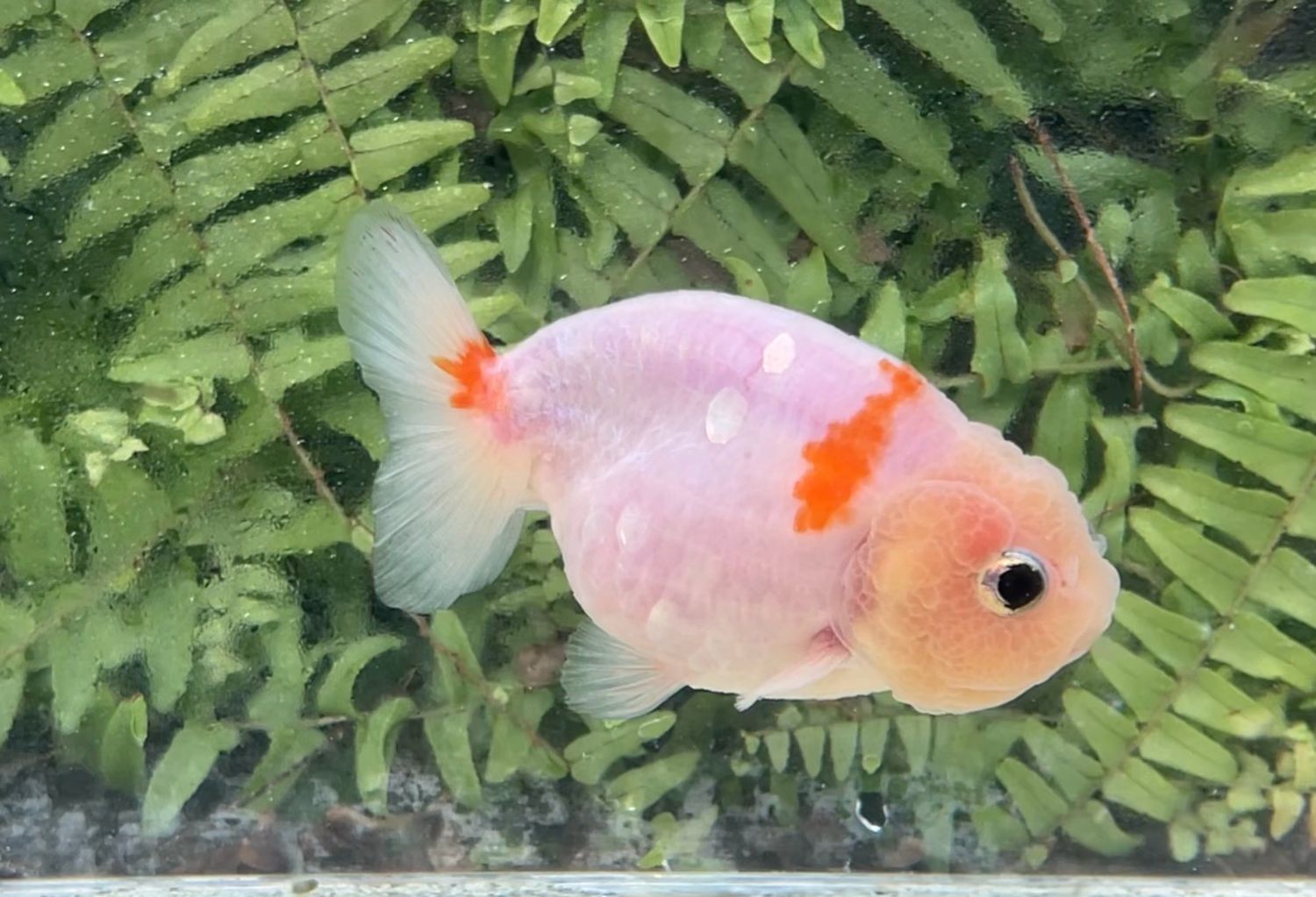 Sakura Yuanbao Ranchu (F, 3.75”)