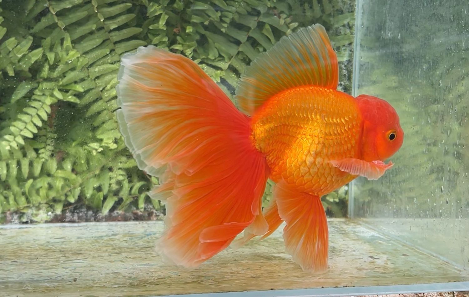 Red Peonytail Oranda (M, 7.75”)