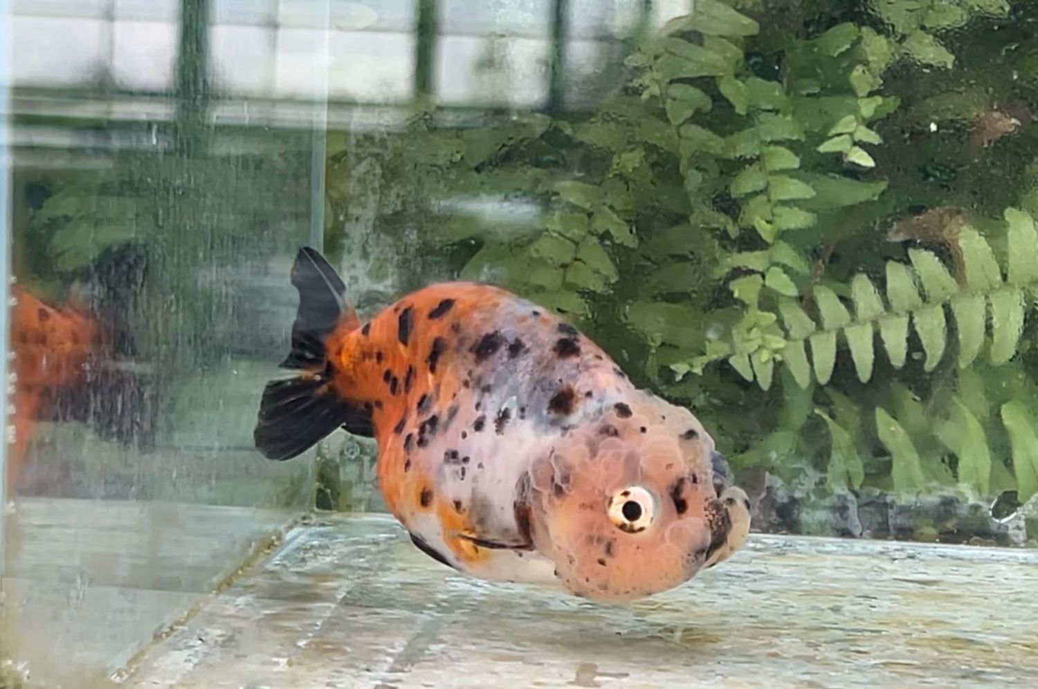 Calico Yuanbao Ranchu (F, 3.75”)
