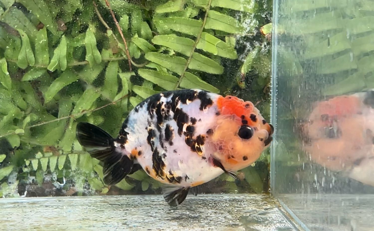 Tancho Calico Yuanbao Ranchu (F, 3.75”)