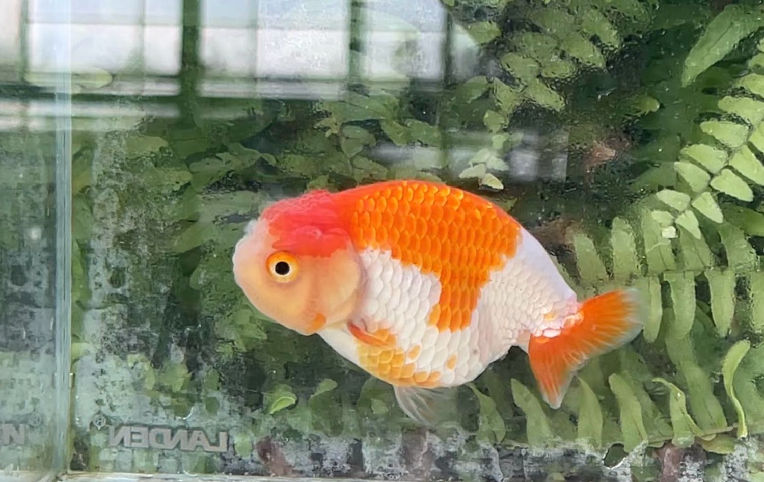 Red And White Yuanbao Ranchu (F, 4”)