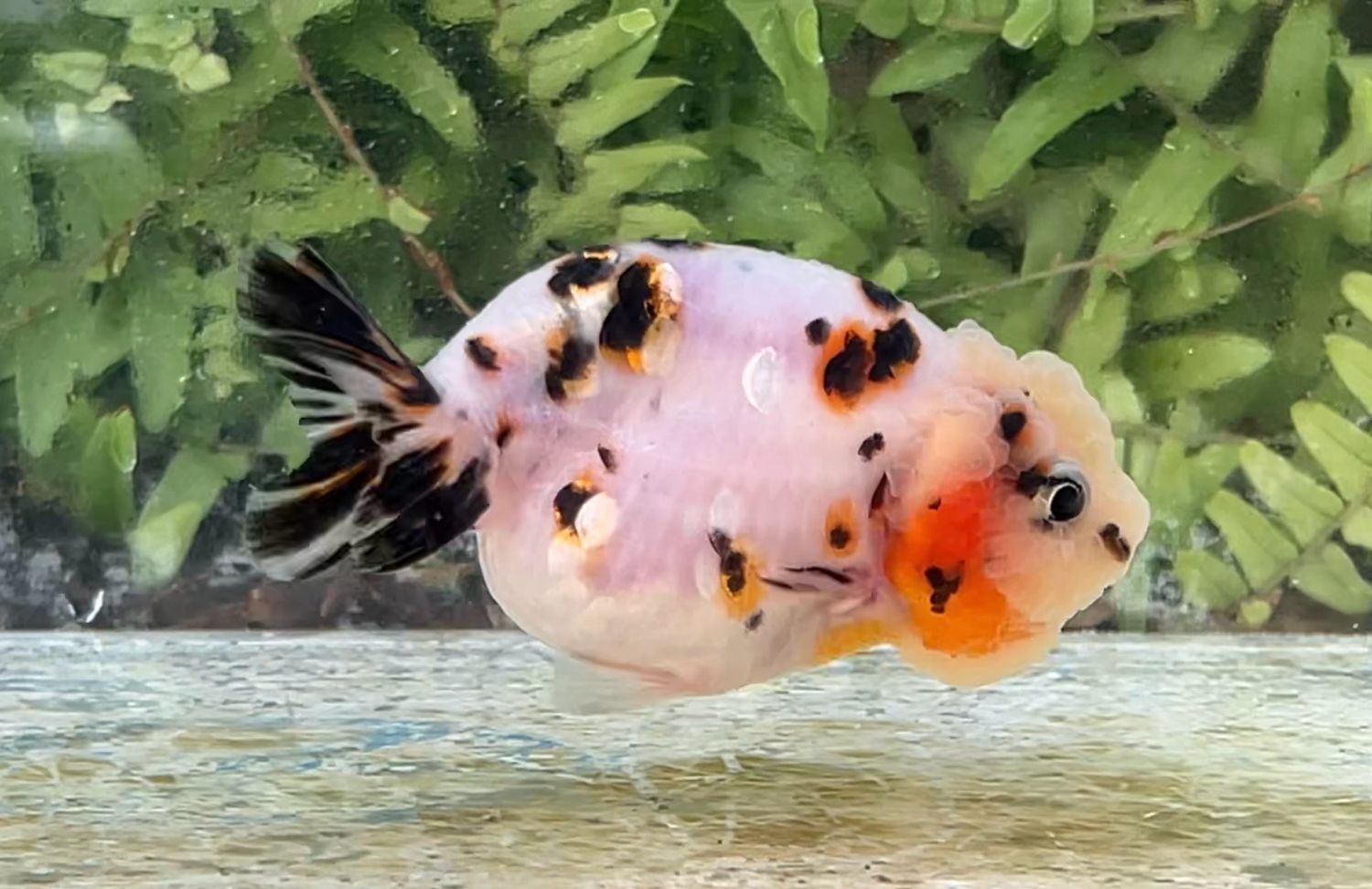 Milk Cow Yuanbao Ranchu (F, 3.5”)