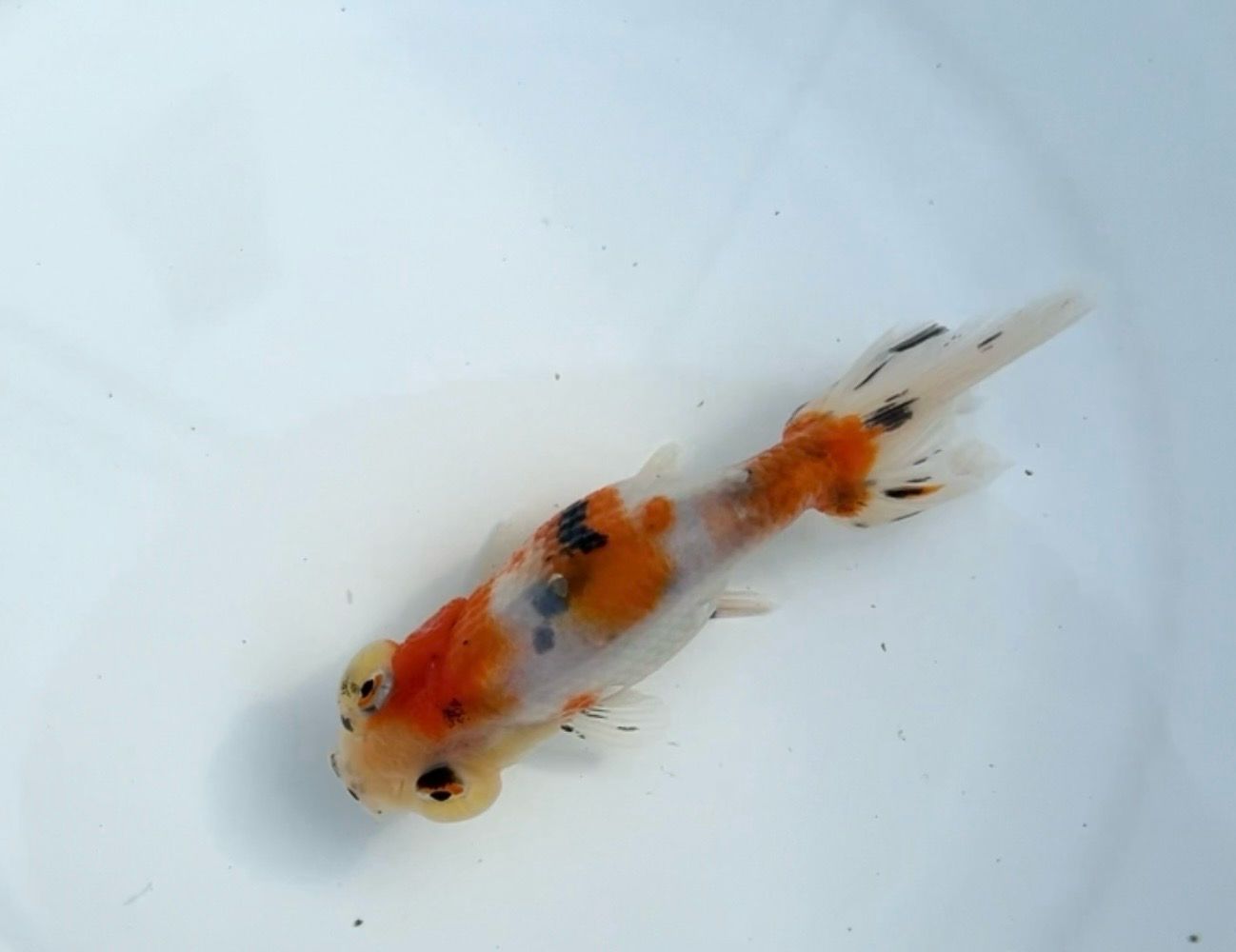 Calico Lion Froghead (4.25”)