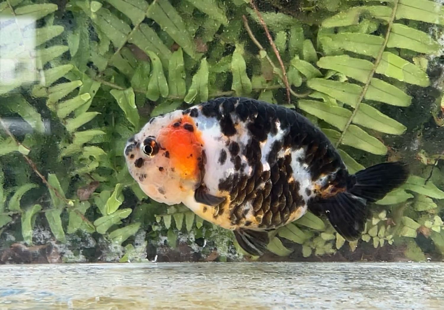 Calico Yuanbao Ranchu (F, 4.25”)