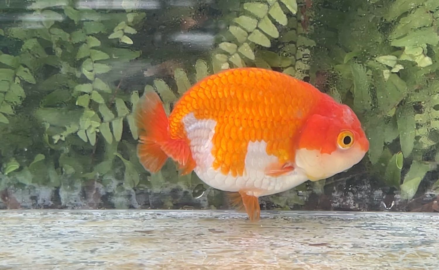 Red And White Yuanbao Ranchu (F, 3.75”)