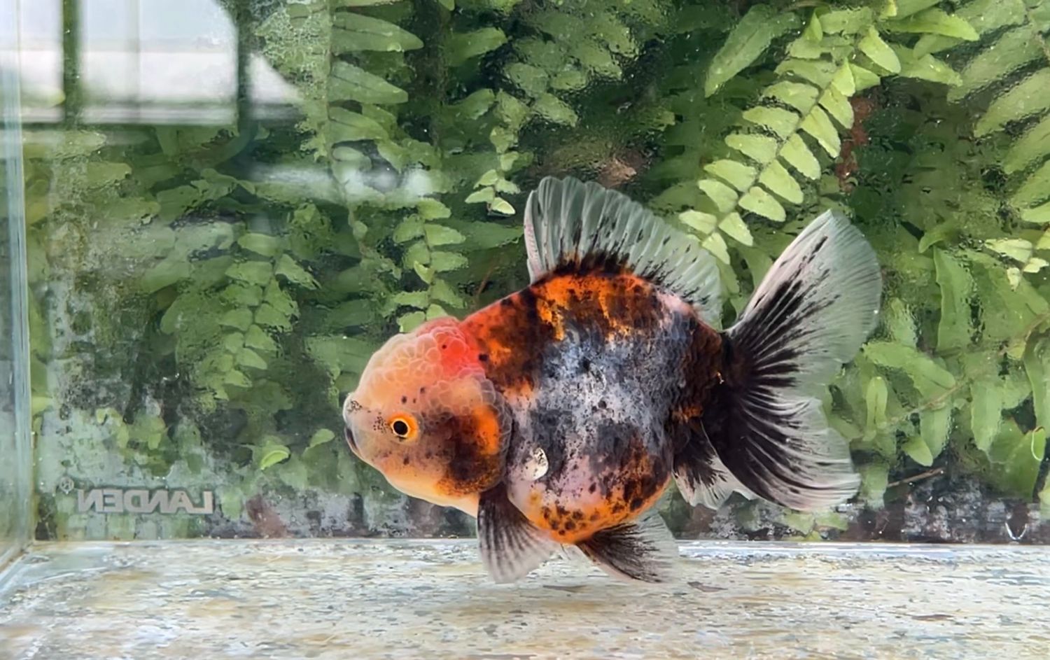 Calico Rosetail Oranda (4.5”)