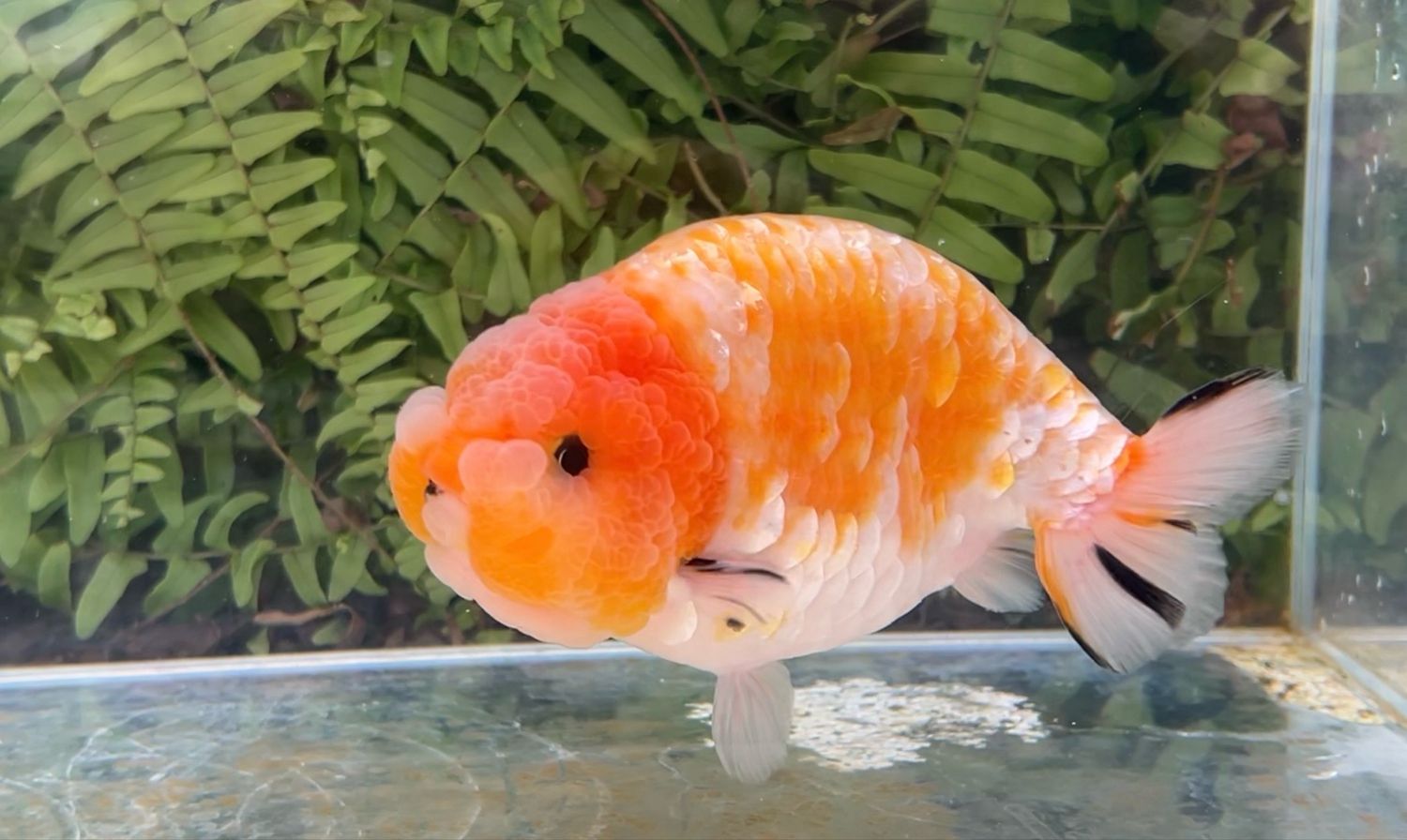 Silver Coin Orange Creamsicle Yuanbao Ranchu (M, 5.75”)
