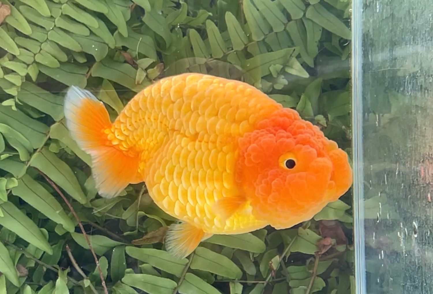 Red Yuanbao Ranchu (M, 4.5”)