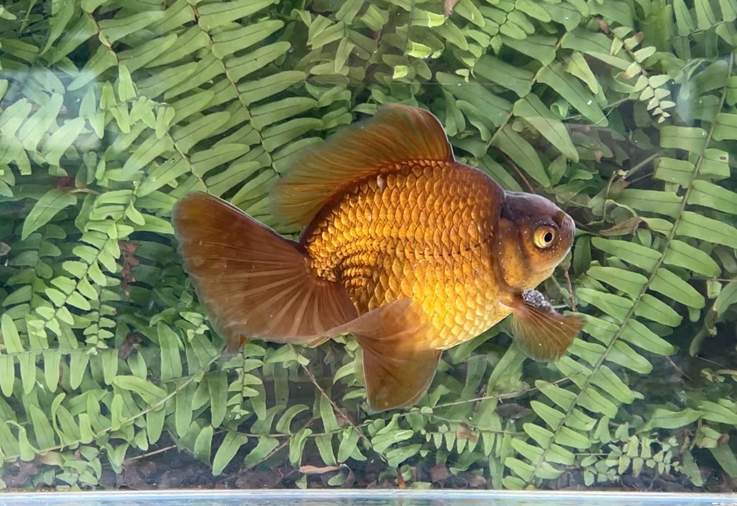 Purple Broadtail Ryukin (M, 6”)