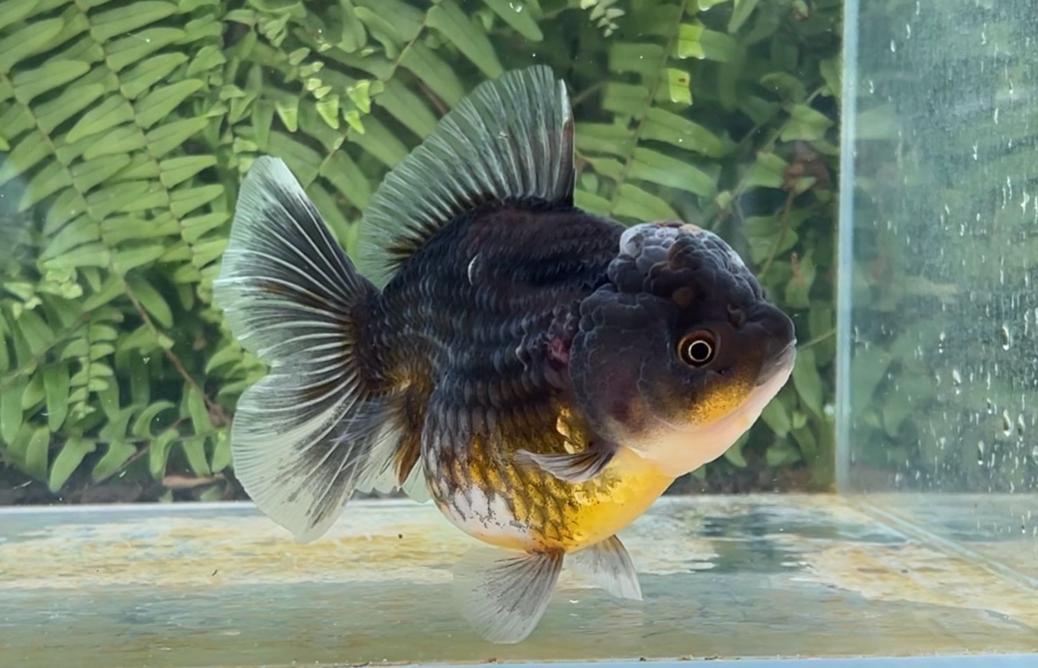 Kirin Rosetail Oranda (F, 5”)