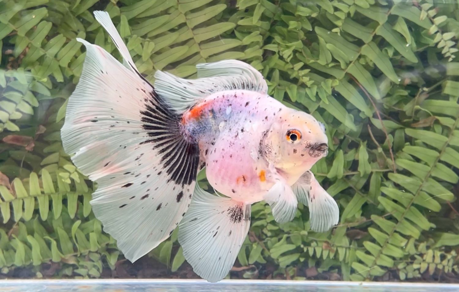 Calico High Head Veiltail (M, 5.75”)