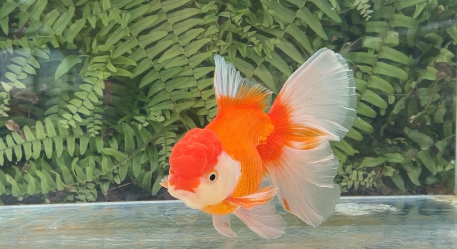 Red And White Peonytail Oranda (M, 6.25”)
