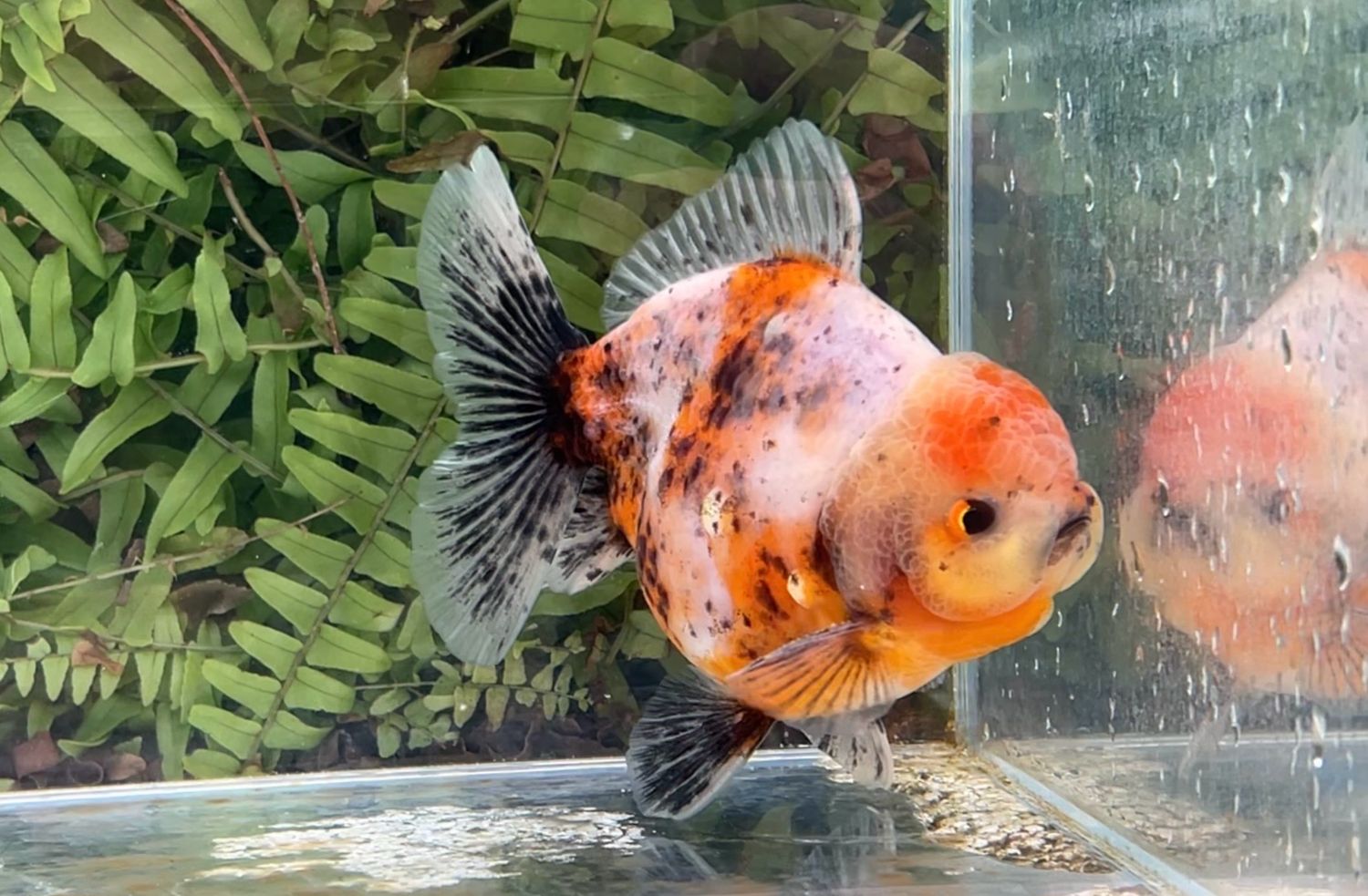 Calico Shogun Oranda (M, 4.75”)