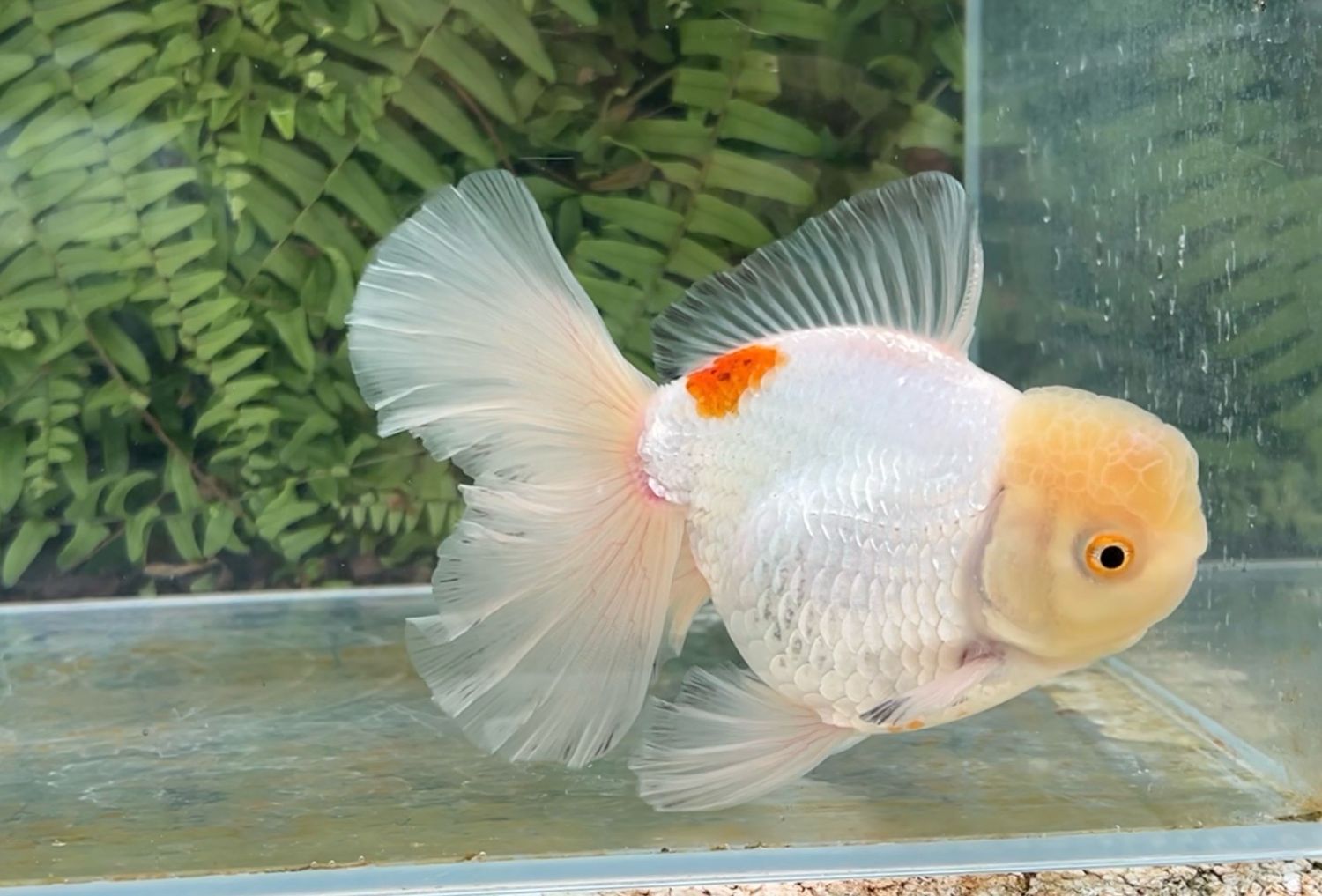 Lemon Head Red And White Peonytail Oranda (M, 5.5”)