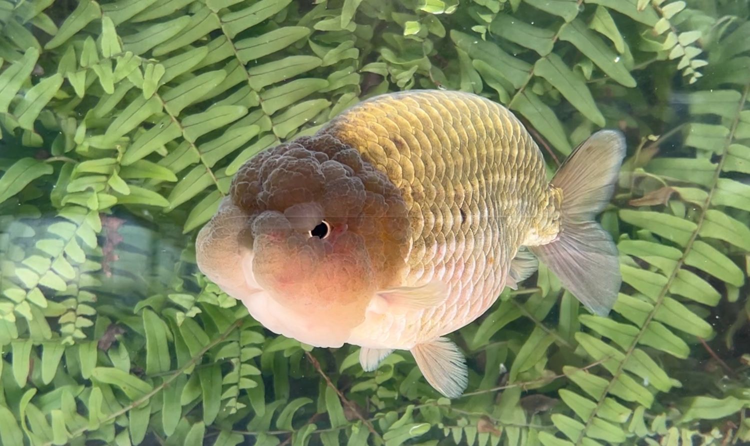 Bronze Yuanbao Ranchu (M, 6”)