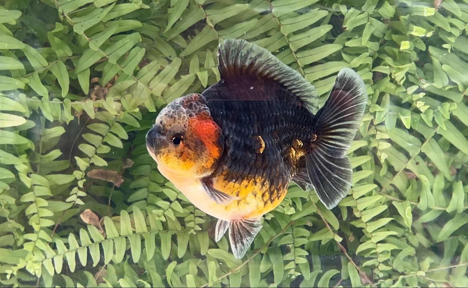 Black Kirin Shogun Oranda (M, 4.5”)