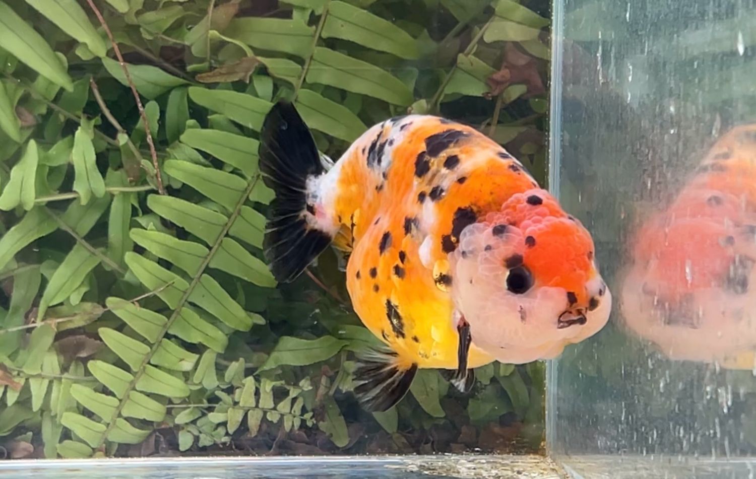 Calico Yuanbao Ranchu (M, 4.25”)
