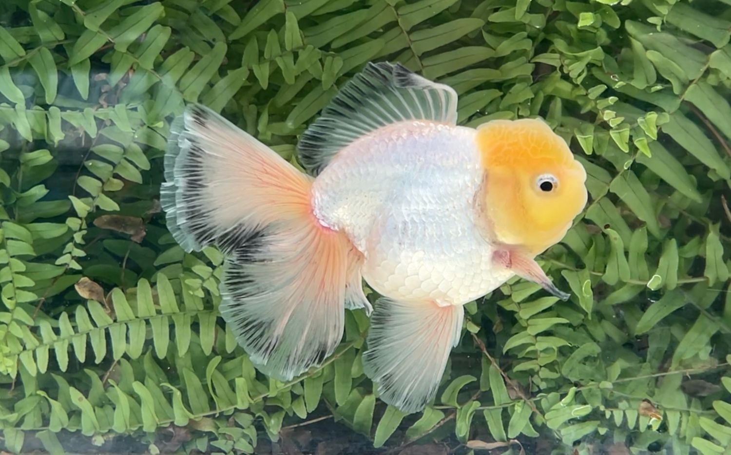 Lemon Head White Peonytail Oranda (M, 5.5”)