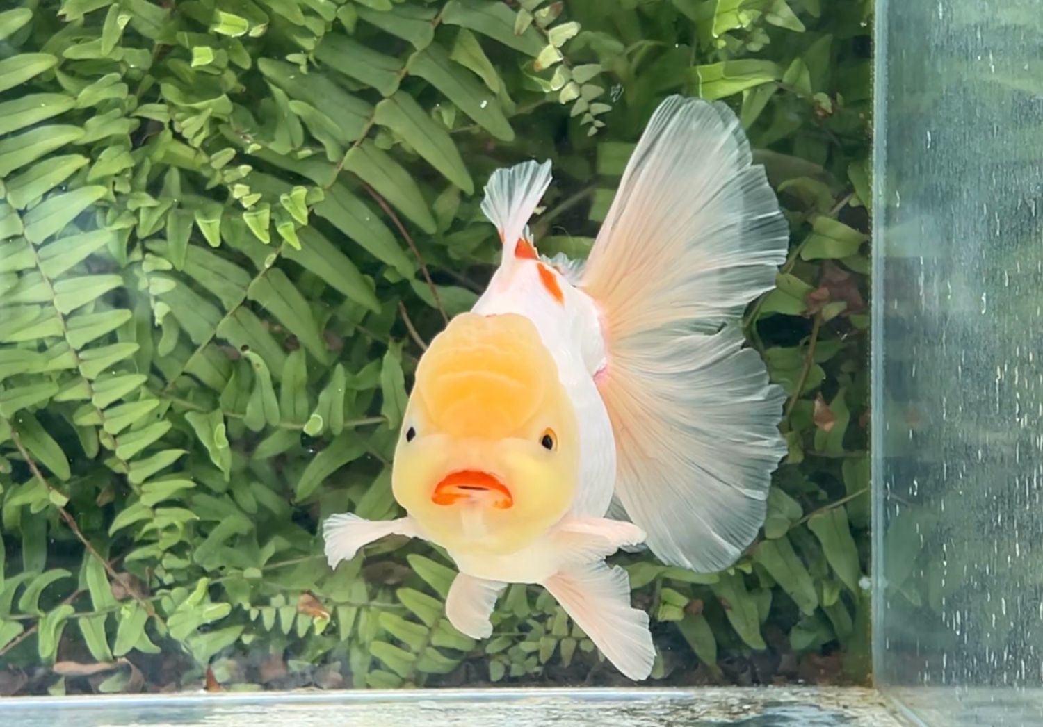 Lemon Head Red And White Peonytail Oranda (M, 5.5”)