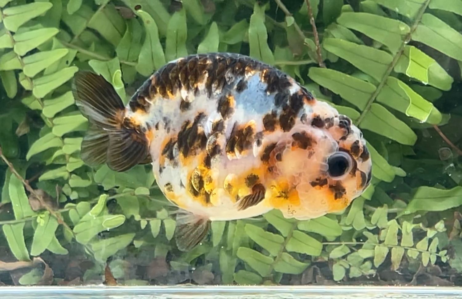 Calico Yuanbao Ranchu (F, 3.5”)