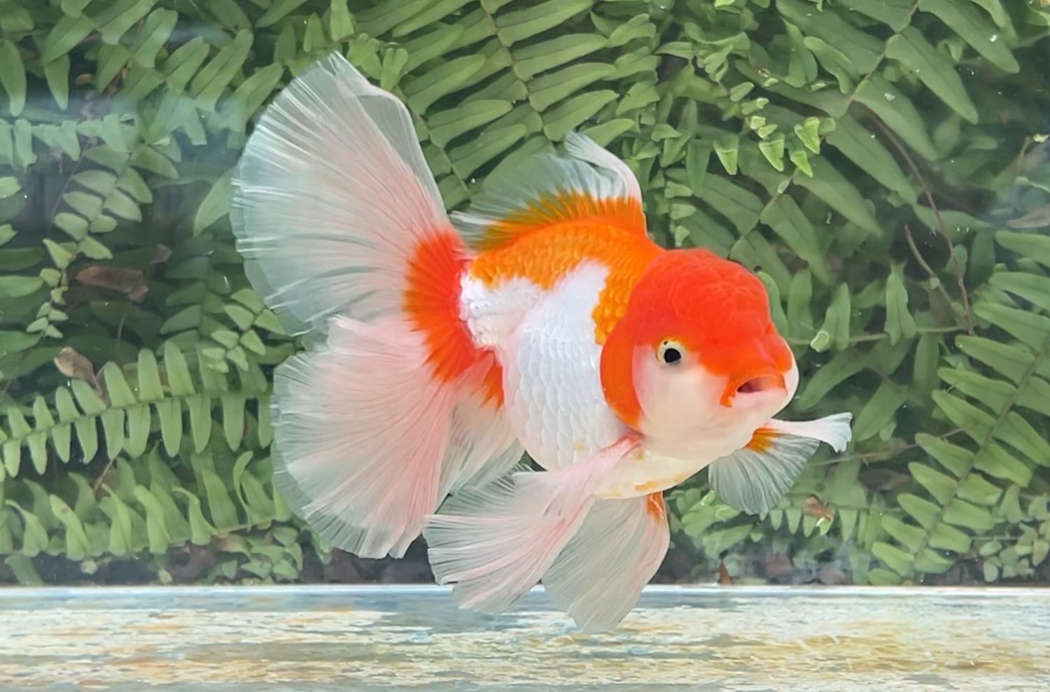 Red And White Peonytail Oranda (M, 5.5”)