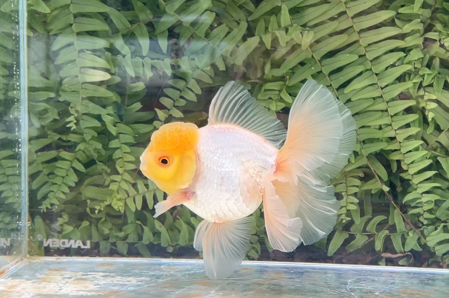 Lemon Head White Peonytail Oranda (M, 5”)