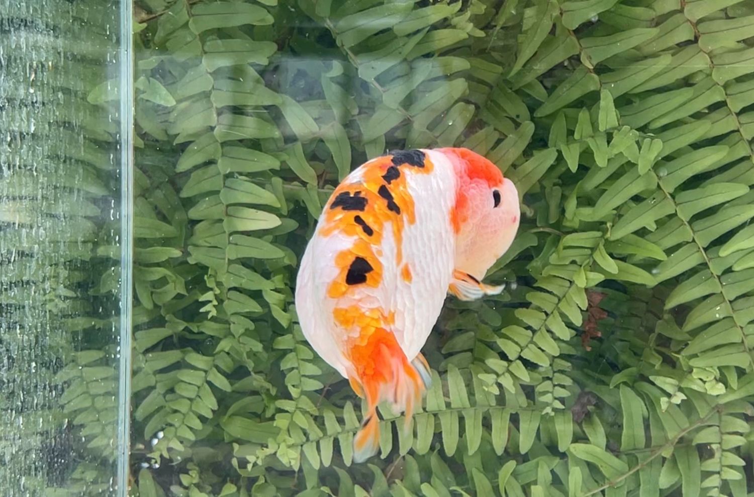 Tri-color Yuanbao Ranchu (M, 5.5”)