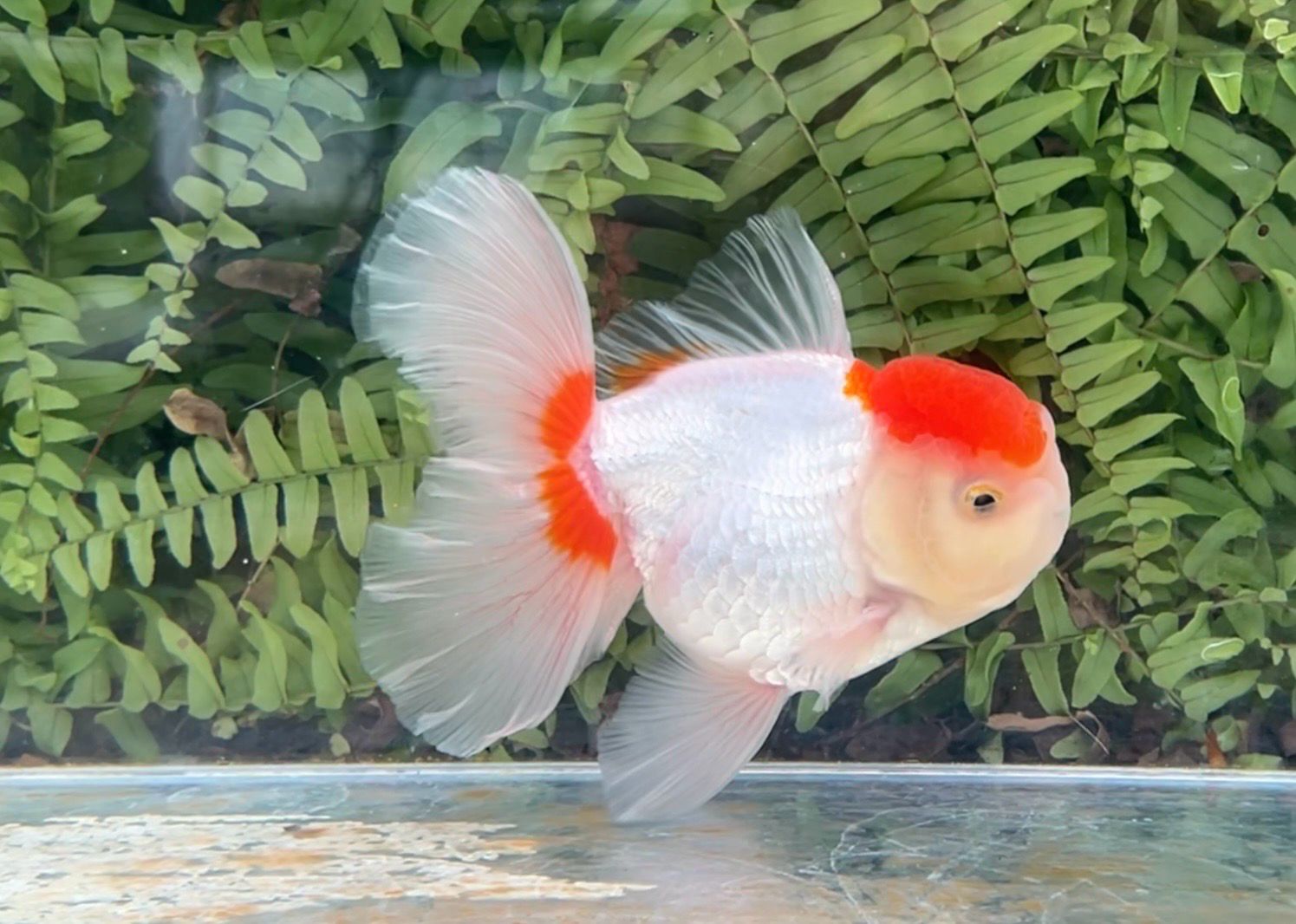 Tancho Red And White Peonytail Oranda (M, 5”)