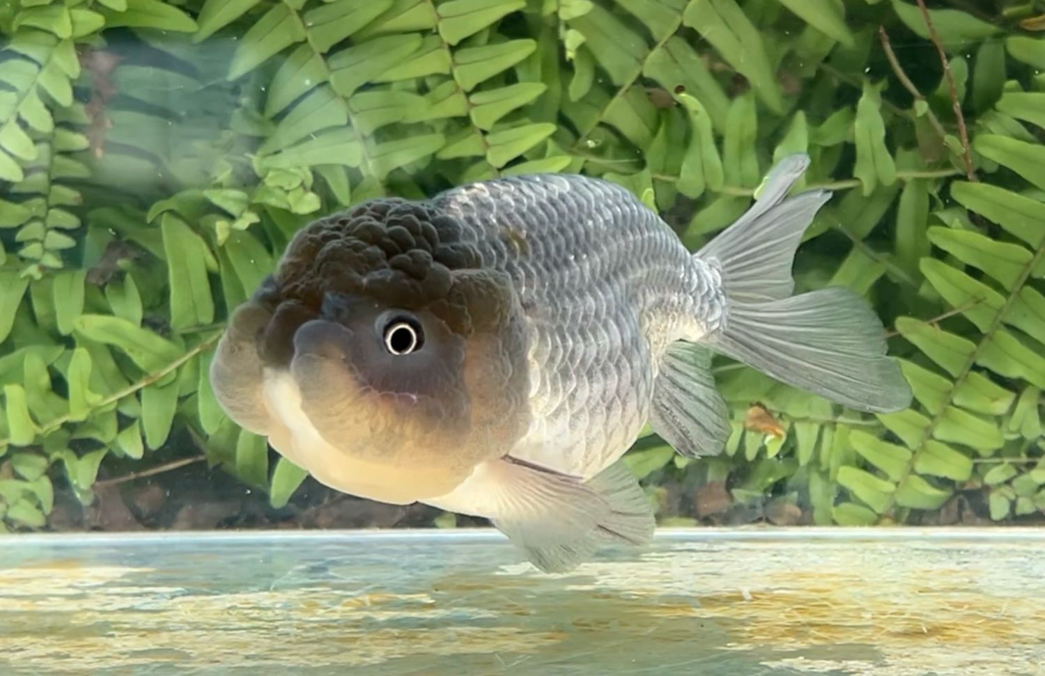 Blue Lionhead (F, 5”)