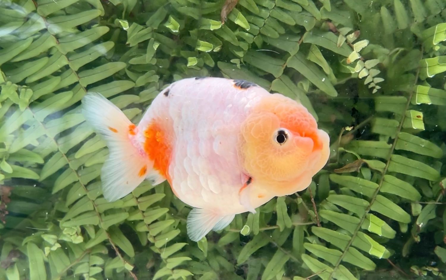 Silver Coin Tri-color Yuanbao Ranchu (M, 5”)