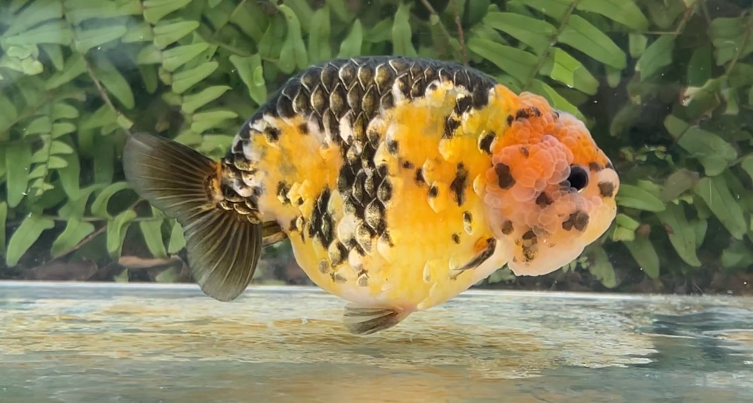 Calico Yuanbao Ranchu (M, 4.5”)