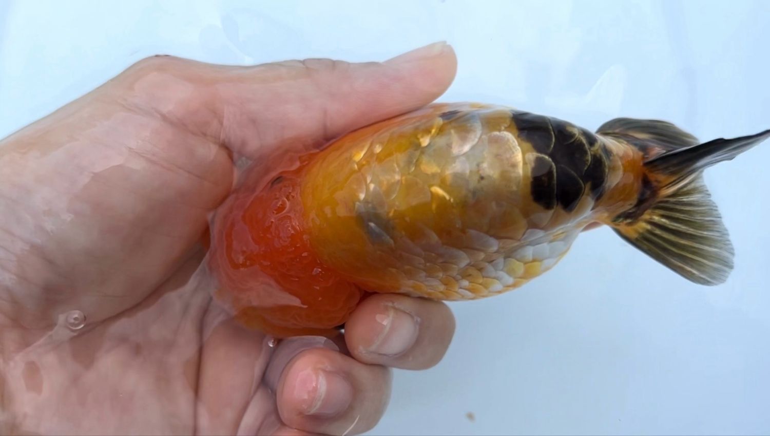 Dragon Scale Red And White Yuanbao Ranchu (M, 4”)