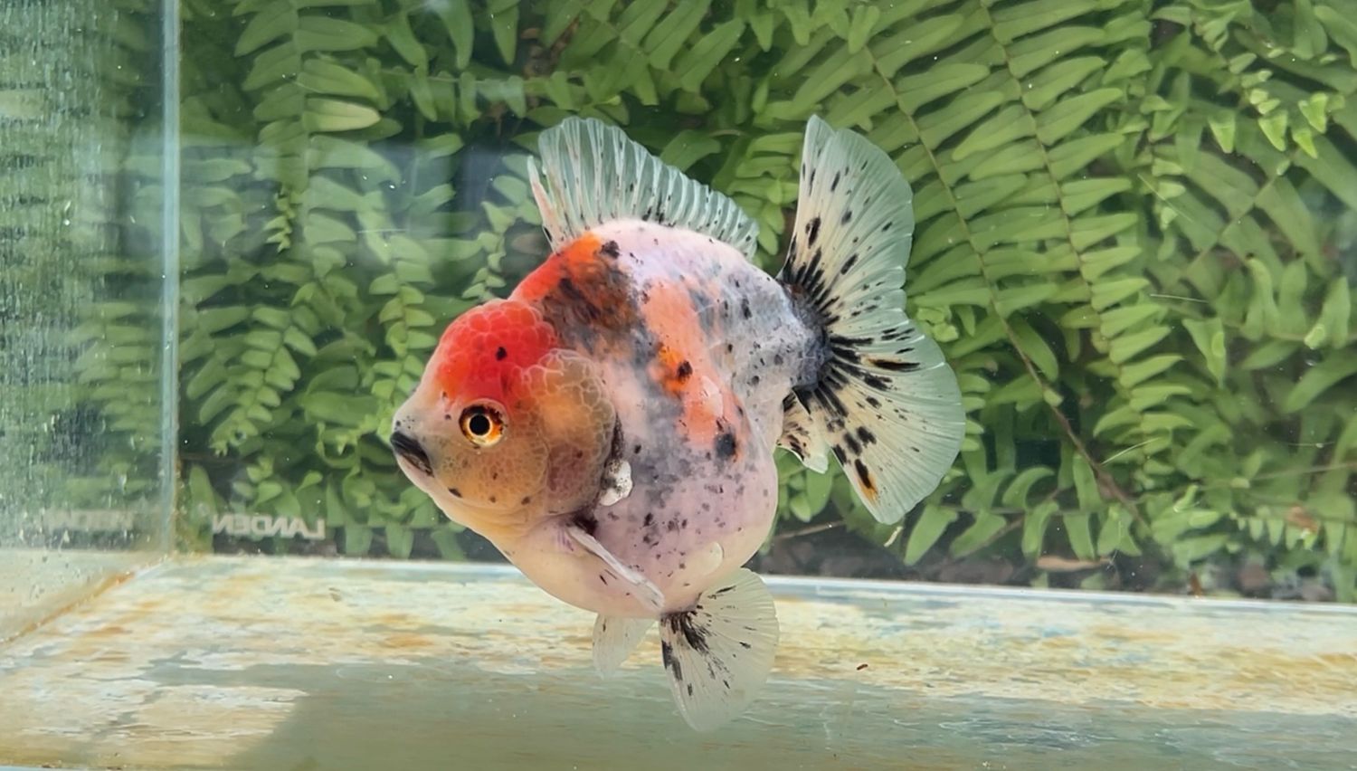 Calico Shogun Oranda (4”)