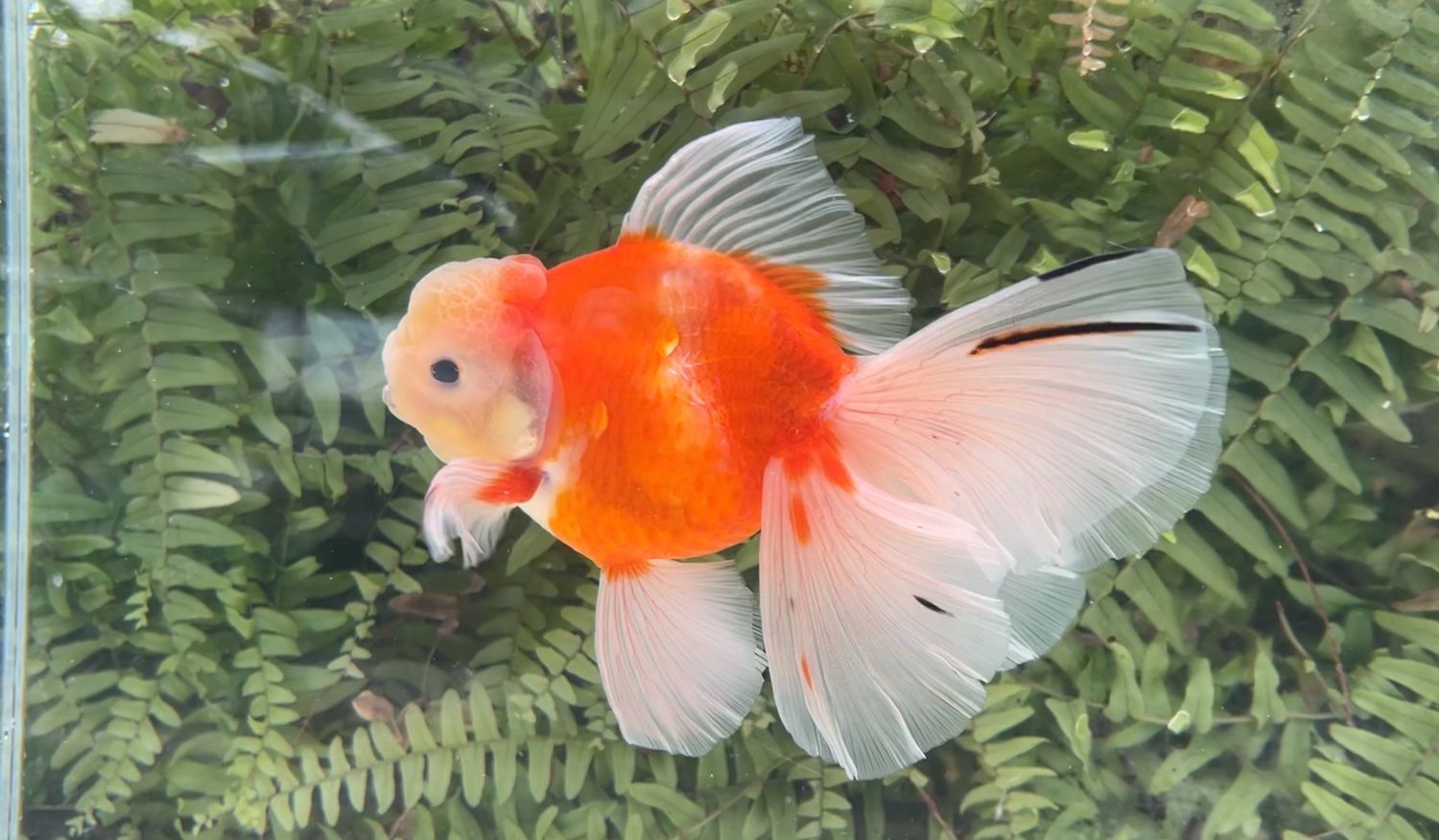 Orange Creamsicle Rosetail Oranda (M, 6.75”)