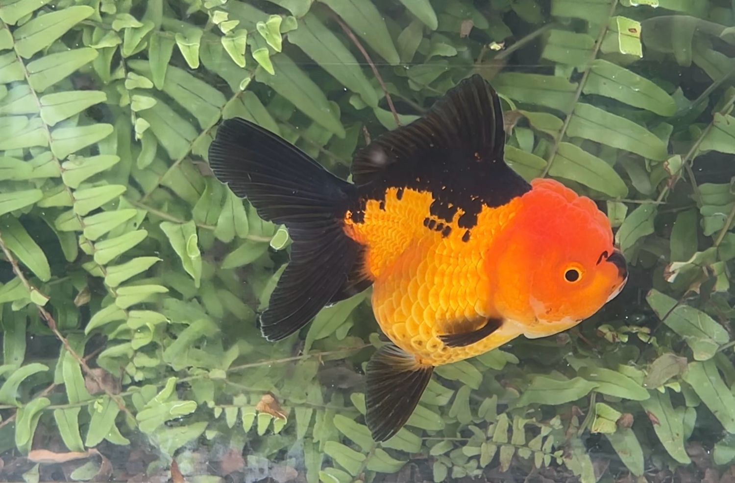 Red And Black Rosetail Oranda (4”)