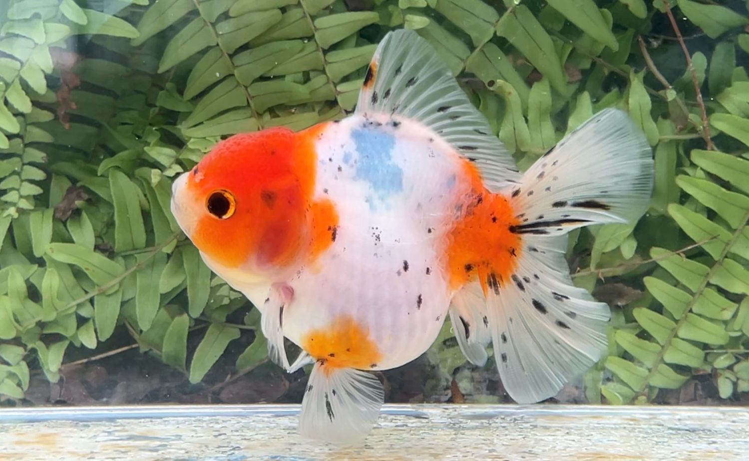 Calico Rosetail Oranda (F, 4.5”)