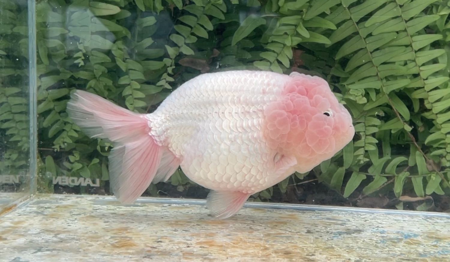 White Lionhead (M, 6.25”)
