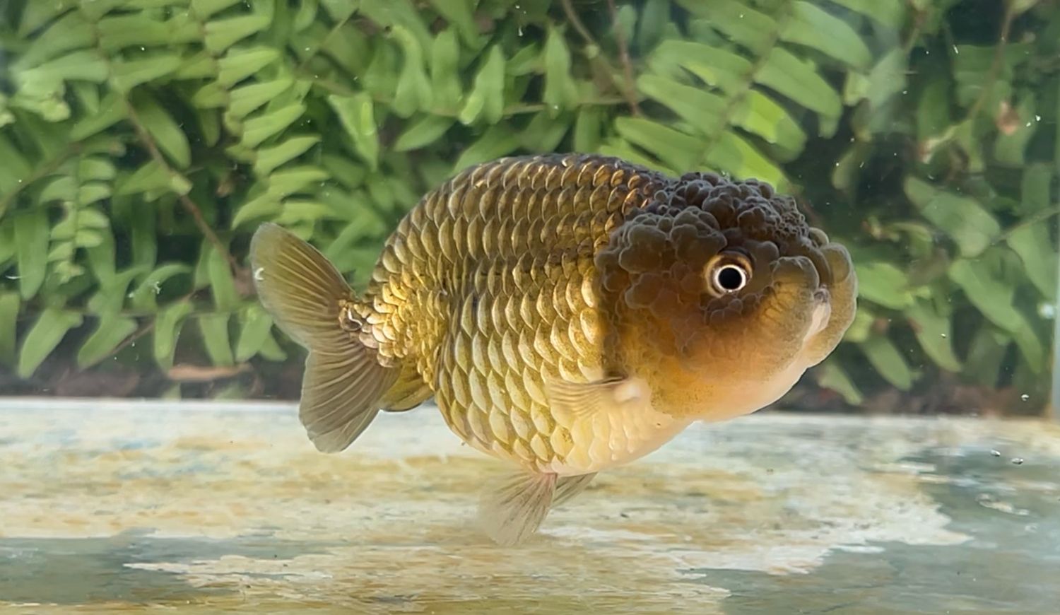 Bronze Yuanbao Ranchu (F, 3.5”)