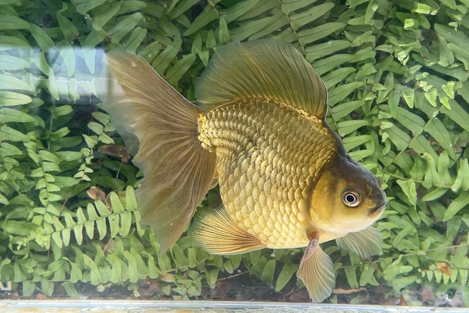 Bronze Broadtail Ryukin (M, 6.5”)