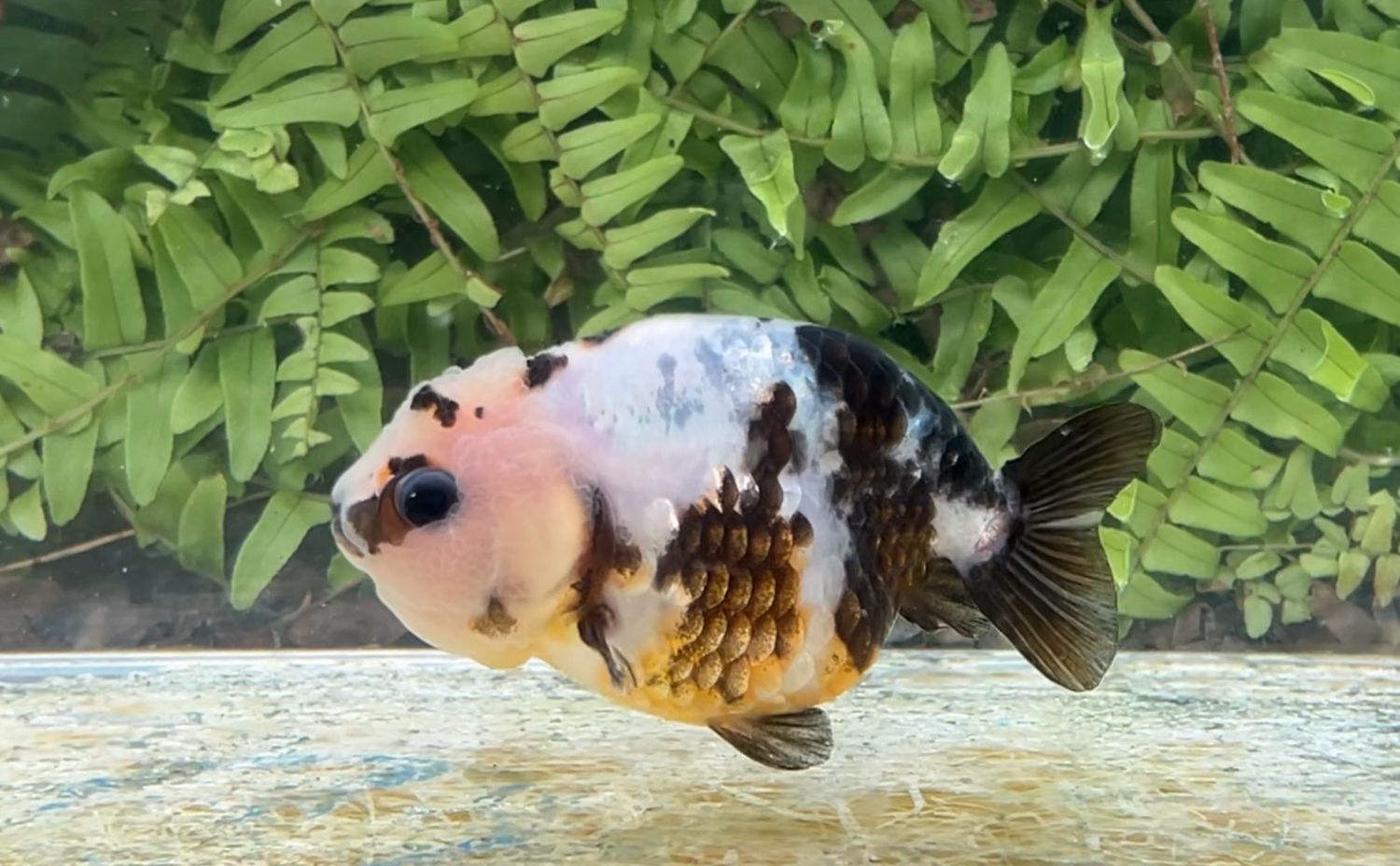 Calico Yuanbao Ranchu (F, 3.75”)