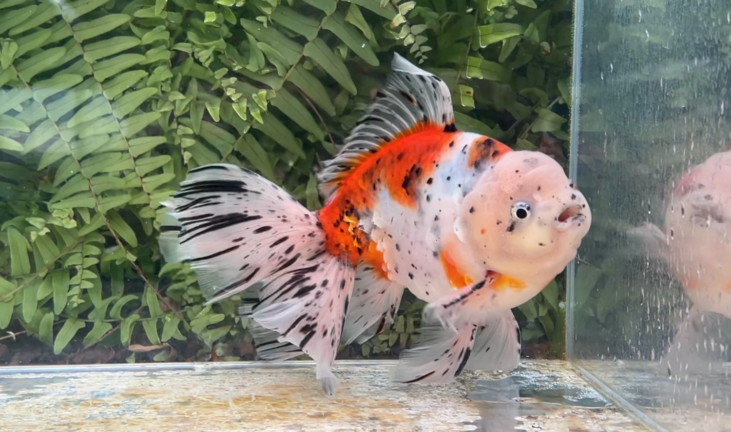 Calico Rosetail Oranda (M, 8.25”)