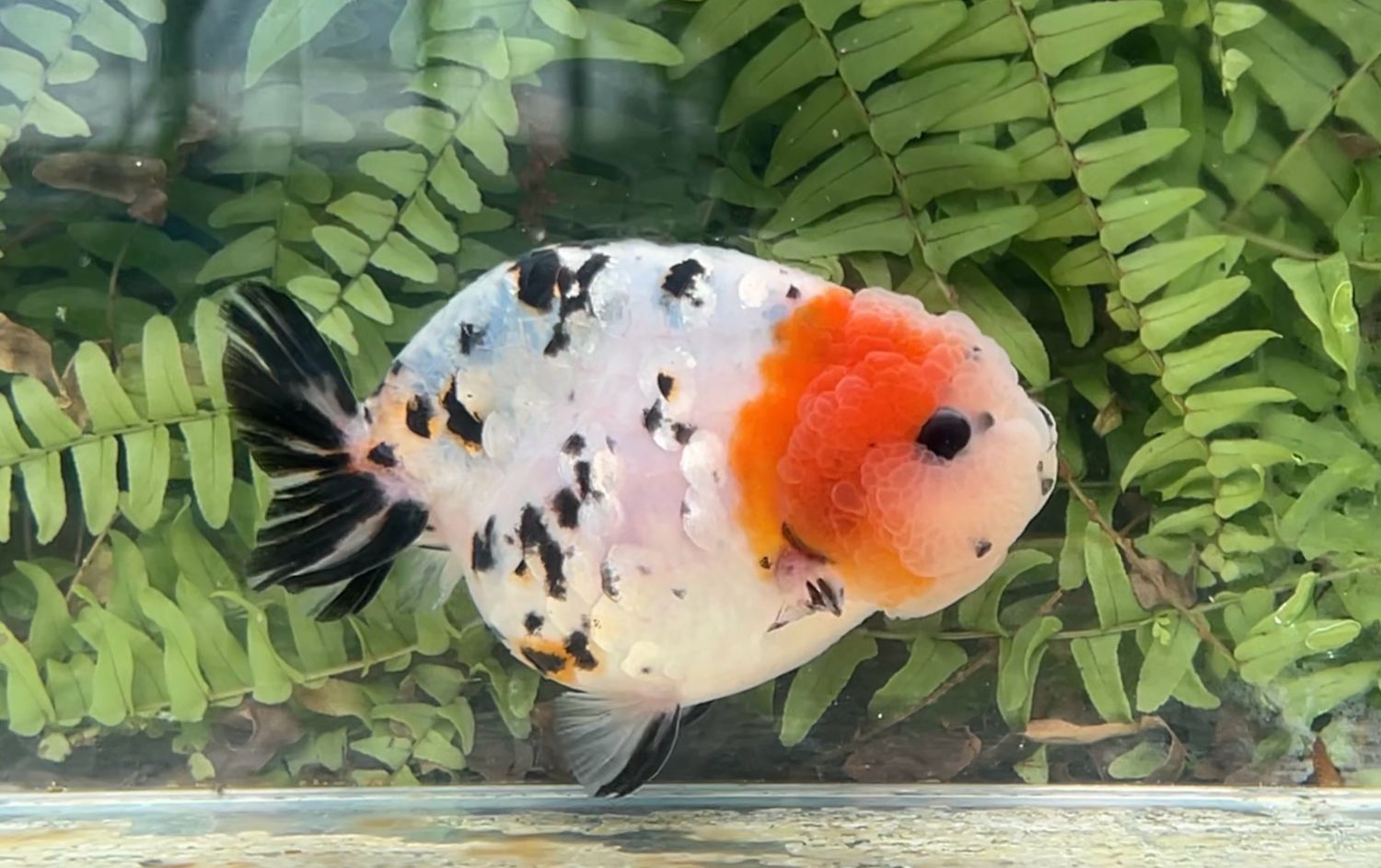 Calico Yuanbao Ranchu (M, 4.25”)