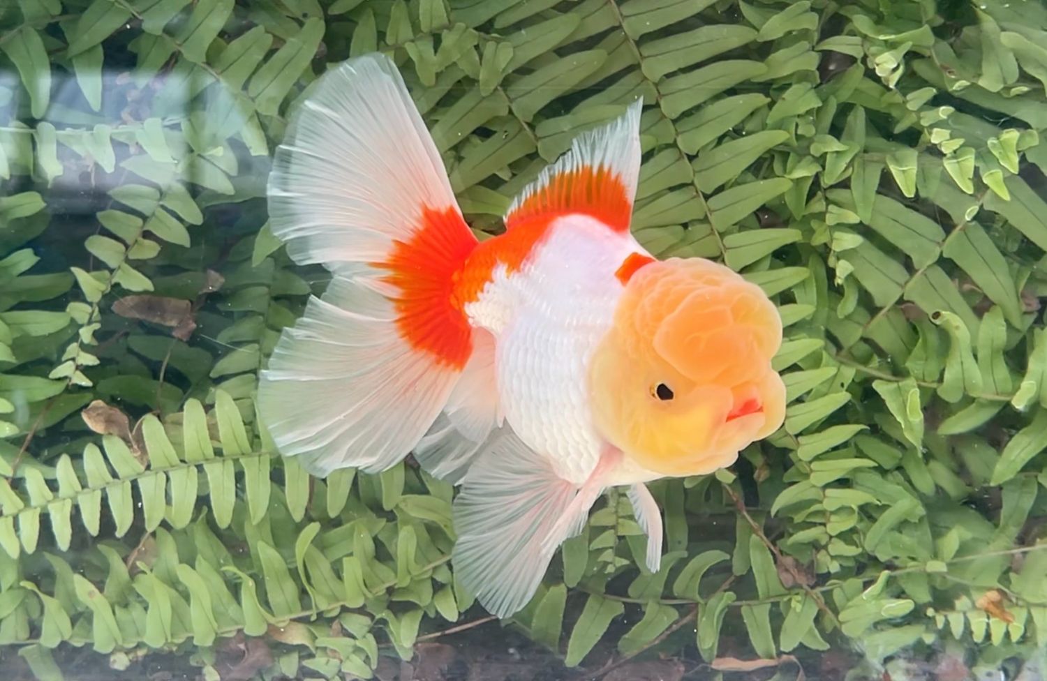 Lemon Head Red And White Peonytail Oranda (M, 5”)