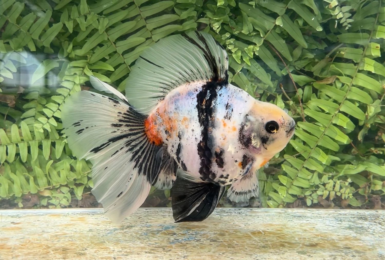 Chinese Water Colors Broadtail Ryukin (M, 6.75”)