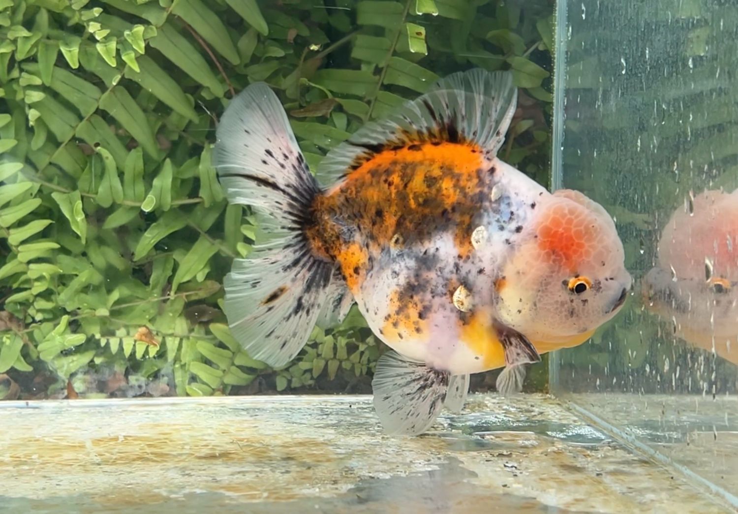 Calico Rosetail Oranda (M, 5.25”)