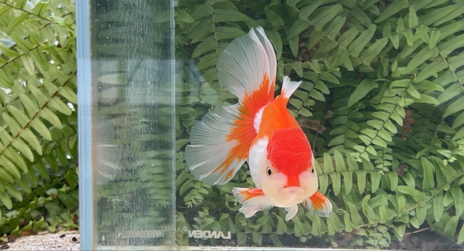 Red And White Peonytail Oranda (M, 5”)