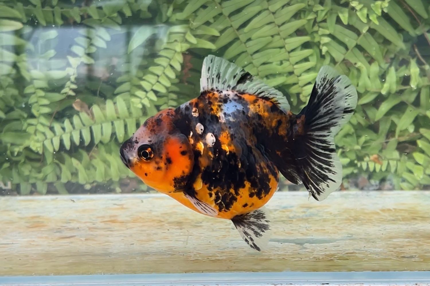 Calico Shogun Oranda (4.25”)