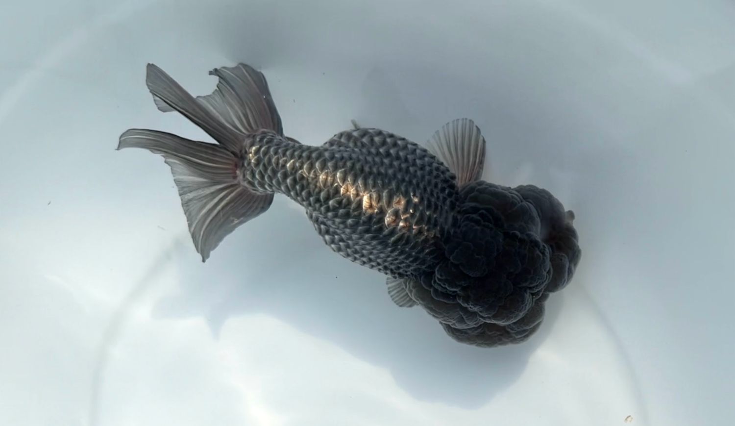 Blue Lionhead (M, 5.5”)
